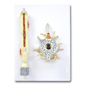 Jackson Global JS00134 Neuron Model - 2 Parts | 2500X Enlarged | Labeled Diagram Included