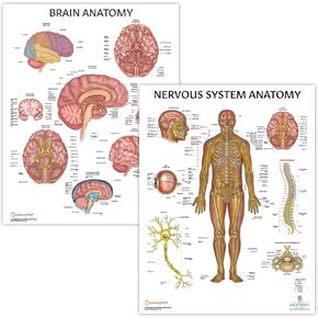 2 PACK Nervous System and Brain Anatomy Poster Set, LAMINATED, Anatomy and Physiology, 17.3 x 22.5 Inches, Body System Diagram, Anatomical Charts for Education Learning and Students