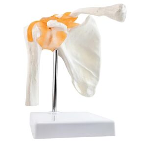 Anatomical Shoulder Joint Model Medical Anatomy Skeleton, Human Body Shoulder Ligament Model Shoulder Model Anatomy, Joint for Doctors Office Educational Tool, Medical Teaching Learning