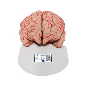 3B Scientific C20 Deluxe Brain w/Arteries 9-part - 3B Smart Anatomy