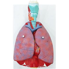 JNMFTD Human Respiratory System Model,1:1 Life Size Human Larynx Heart Lungs Anatomy Model 7-Parts Removable Organs with Product Manual Card PVC Labeled Number for Medical Study Display Educational