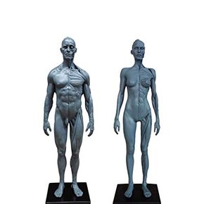 30cm Human Female and Male Anatomical Anatomy Skull Head Body Muscle BoneModel Resin
