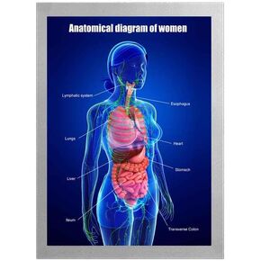 Body Educational Learning Anatomy Posters ，Anatomical diagram of women Art Anatomical diagram Villi Anatomy Art Poster Digestive System Organs Illustration Small Intestine Physiology Anatomy Wall Art Villi