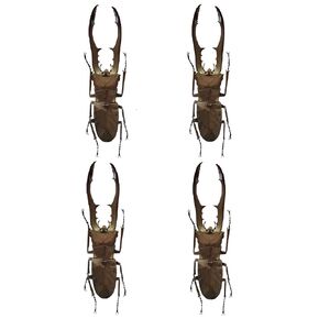 4 Real Stag Beetle Preserved Dried Insect Dead Beetle Bug Unmounted Raw Oddity Taxidermy Entomology Artwork Creepy Aesthetics Spooky Oddities Gothic Home Decor Wall Crafts BO84X4