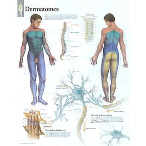 Understanding Dermatomes chart: Wall Chart