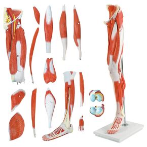 EVOTECH Human Leg Muscles Anatomy Model, Life Size 14 Parts Removable Human Leg Anatomy Model Showing Muscles Major Blood Vessels & Nerves for Medical Student Lab Classroom Tool