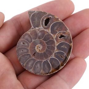 Specimen, Ammonite Specimen, 2Pcs Long Historical Precipitation Specimen Shell for School Teaching Supplies Teaching Specimens(Diameter 4cm)