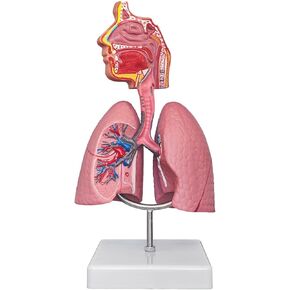 SFXYJ Nasal Cavity Throat Lung Anatomy Model, Human Head Larynx Respiratory System Organs Model with Color Product Manual Card 3D PVC Base for Medical Physiology Teach Education Display Research Tool