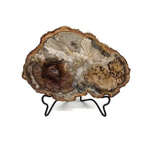 Petrified Wood Slab with Stand - 4.5 to 5 inch - Natural Petrified Wood Polished on Both Sides