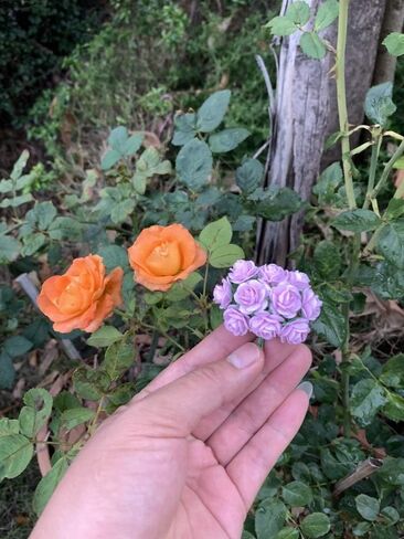 100 قطعة من ورق التوت الاصطناعي زهرة الورد سجل قصاصات الزفاف 1.8 سم DIY كرافت سجل القصاصات باقة القصاصات الحرفية الجذعية الورود الصغيرة (10 ألوان) in Kuwait