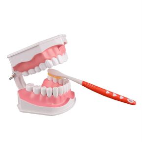 2 Times Enlarge Dental Teeth Model Without Tongue, Ideal Model Teeth Brushing Training for Kids, Includes Toothbrush, Dental Education Supplies