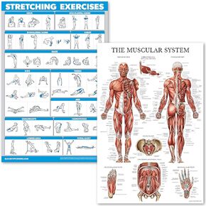 Palace Learning Stretching Exercises and Muscular System Anatomy Poster Set - Laminated 2 Chart Set - Stretching Workout Routine & Muscle Anatomy Diagram (18" x 24")