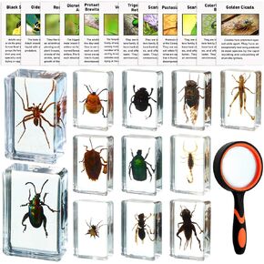 12 Pcs Insect in Resin Specimen Bugs Discovery Kit Collection Paperweight Bug with Information Flash Cards Preserved in Resin with 10x Magnifier for Scientific Educational Display Supplies