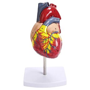 Scientific Human Heart Model, Life Size Human Heart Replica, Color Printed Scientific Heart Model with Mounted Display Base for Classroom and Cardiology Study, 34 Anatomically Correct Structure