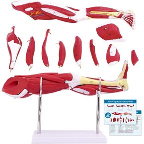 SFXYJ Human Leg Muscle Anatomy Model, 1/3 Life Size 20in 10 Pcs Removable Lower Limbs Visible Details Blood Vessels Ligament Nerves Joint with Product Manual Card PVC for Study Teaching Medical Model
