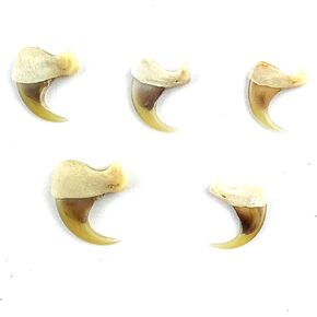Heyiwell 5 PC Assorted Sizes Real Bobcat Claw 0.5"~0.75" Inch