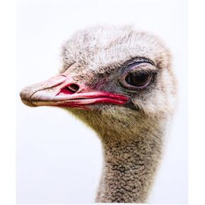 3D Windows Stickers Realistic Ostrich Gaze Stickers/Decorations