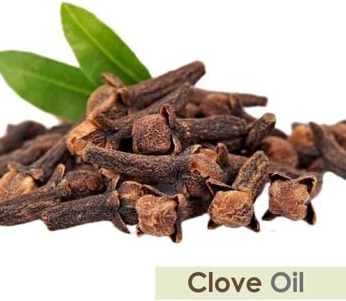 زيت Crysalis Labdanum (Cistus ladanifer) - 1.01 أونصة سائلة (30 مل) in Kuwait