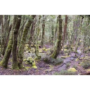 Posterazzi PDDAU01TDR0204LARGE Australia, Tasmania. Cradle Mountain-Lake St Clair NP Overland Track. Temperate Rainforest Photo Print, 24 x 36, Multi