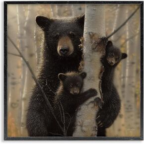 Stupell Industries Bear and Cubs Soft Birch Tree Forest, Design by Collin Bogle Black Framed Wall Art, 17x17, Brown