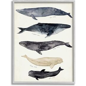Stupell Industries Antique Whale Chart Large Vintage Nautical Animals, Designed by Victoria Barnes Gray Framed Wall Art, 11 x 14, Off- White
