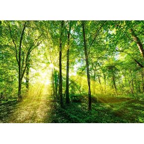 8X6FT Spring Backdrop Green Forest Newborn Baby Backdrop Studio Decoration Backdrop Birthday Party Backdrop Vinyl Party Backdrop BY147