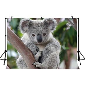 7x5ft Grey Koala Background Lovely Grey Koala on a Tree Trunk for The Australian National Treasure Photography Film Photography Background LY249
