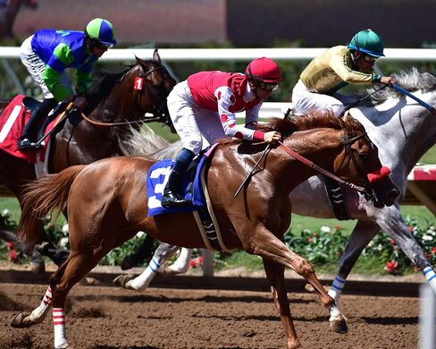 Kroop's Original Racing Goggles - Professional Horse Racing Goggles for Jockeys in Kuwait