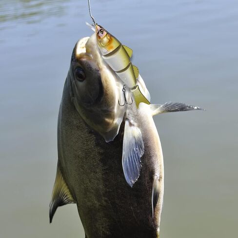 غوتور باس صيد الأسماك ، والسباحة متعددة المفصلات لصيد الأسماك ، والطعم البطيء للسباحة ، وسحر الصيد في المياه العذبة للمياه العذبة ، وسحر السباحة ، طعم السباحة ، 3pcs باس رويس in Kuwait