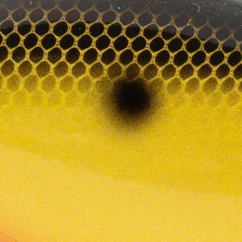 Strike King (HCKVD1.5E-497) KVD ELITE 1.5 Squarebill ، Crankbait الضحلة ، عمل صيد صامت ، 3/8 أونصة ، الغطس من 3 إلى 6 أقدام ، حجم 4 Mustad Triple Treble Hooks ، Fools Golds in Kuwait