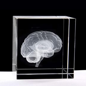 XINDAM 3D Human Brain Anatomical Model Statue Paperweight(Laser Etched) in Crystal Glass Cube Science Gift (No Included LED Base)(2.3x2.3x2.3 inch)