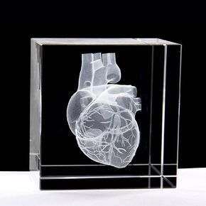 XINDAM 3D Human Brain Anatomical Model Statue Paperweight(Laser Etched) in Crystal Glass Cube Science Gift (No Included LED Base)(2.3x2.3x2.3 inch)