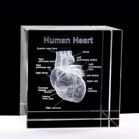 XINDAM 3D Human Brain Anatomical Model Statue Paperweight(Laser Etched) in Crystal Glass Cube Science Gift (No Included LED Base)(2.3x2.3x2.3 inch) in Kuwait