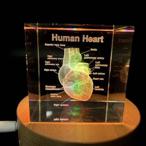XINDAM 3D Human Brain Anatomical Model Statue Paperweight(Laser Etched) in Crystal Glass Cube Science Gift (No Included LED Base)(2.3x2.3x2.3 inch) in Kuwait