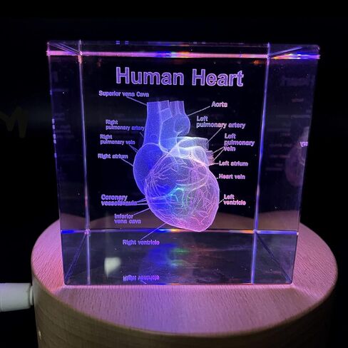 XINDAM 3D Human Brain Anatomical Model Statue Paperweight(Laser Etched) in Crystal Glass Cube Science Gift (No Included LED Base)(2.3x2.3x2.3 inch) in Kuwait
