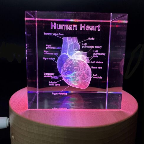 XINDAM 3D Human Brain Anatomical Model Statue Paperweight(Laser Etched) in Crystal Glass Cube Science Gift (No Included LED Base)(2.3x2.3x2.3 inch) in Kuwait