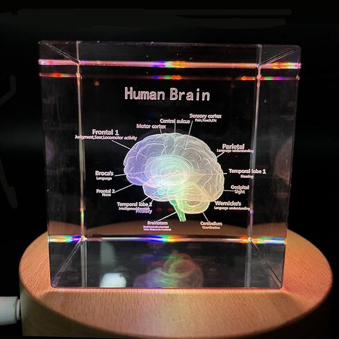 XINDAM 3D Human Brain Anatomical Model Statue Paperweight(Laser Etched) in Crystal Glass Cube Science Gift (No Included LED Base)(2.3x2.3x2.3 inch) in Kuwait