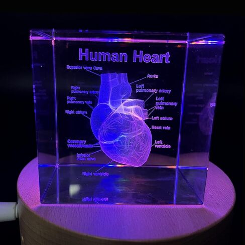 XINDAM 3D Human Brain Anatomical Model Statue Paperweight(Laser Etched) in Crystal Glass Cube Science Gift (No Included LED Base)(2.3x2.3x2.3 inch) in Kuwait