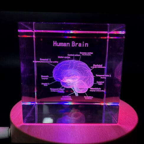 XINDAM 3D Human Brain Anatomical Model Statue Paperweight(Laser Etched) in Crystal Glass Cube Science Gift (No Included LED Base)(2.3x2.3x2.3 inch) in Kuwait