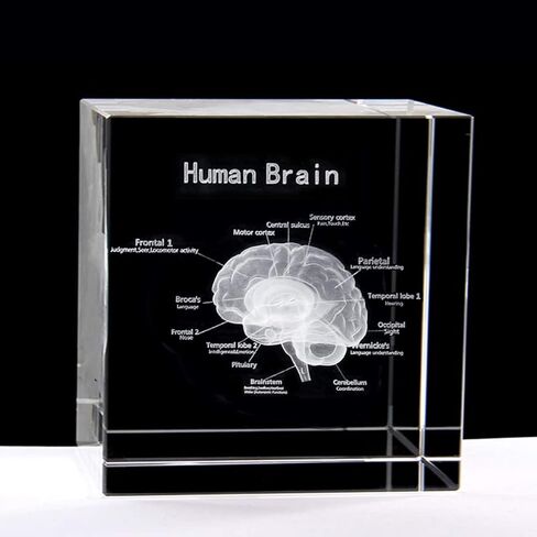 XINDAM 3D Human Brain Anatomical Model Statue Paperweight(Laser Etched) in Crystal Glass Cube Science Gift (No Included LED Base)(2.3x2.3x2.3 inch) in Kuwait