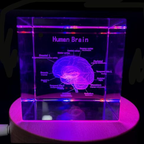XINDAM 3D Human Brain Anatomical Model Statue Paperweight(Laser Etched) in Crystal Glass Cube Science Gift (No Included LED Base)(2.3x2.3x2.3 inch) in Kuwait