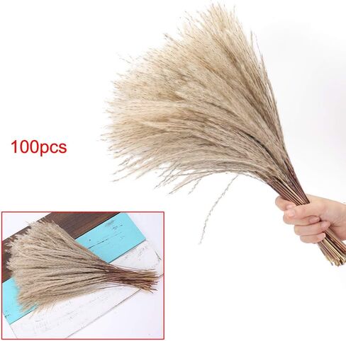 HUAESIN الطبيعية المجففة بامباس العشب 100 قطعة 17 بوصة طويل القامة ريد العشب رقيق بامباس العشب ينبع ترتيبات الزهور المجففة لديكور الزفاف بوهو ديكور المنزل إكليل مزهرية in Kuwait