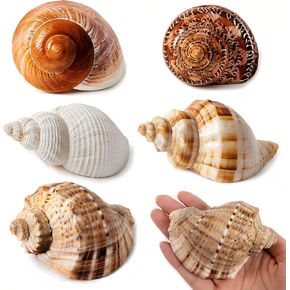 5PCS Large Hermit Crab Shells | Natural Sea Conch Size 2.8" - 3.9", Opening Size 1.5" - 2.5" | Turbo Seashells for Hermit Crab Supplies and Beach Decoration Large Sea Shell