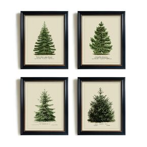 Vintage Farmhouse Holiday Wall Decor -Winter Pine Bathroom Print Poster - Rustic Snowy Winter Room Decor - Christmas Tree Wall Art - Aesthetic Botanical Picture, Norway Spruce Scotch Pine Gallery Wall