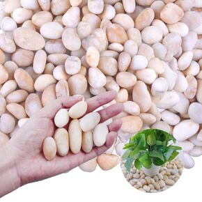 20Ib Cream White River Rock- Decorative Pebbles for Plants - River Rocks for Outdoor Landscaping- 0.3"-0.8" inch High Polished Stones for Aquarium, Terrarium,Vases, Home Decor in Kuwait