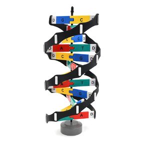 hBARSCI Freestanding DNA Model Kit