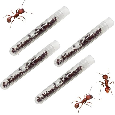 100 Live Ants Ant Farm Refill Western Harvester Ants Grown in USA in Saudi Arabia