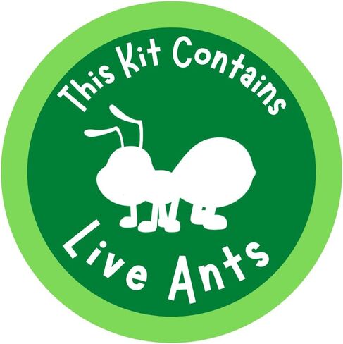 100 Live Ants Ant Farm Refill Western Harvester Ants Grown in USA in Saudi Arabia