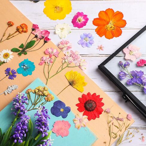 Nuanchu Pressed Flowers Bulk Dried Flower for Crafts, Dried Wildflowers Leave Natural with Tweezer for Resin Mold Scrapbooking Nail Soap Making DIY(Elegant Style,Bright Colors) in Saudi Arabia
