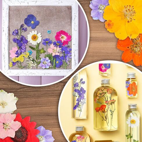 Nuanchu Pressed Flowers Bulk Dried Flower for Crafts, Dried Wildflowers Leave Natural with Tweezer for Resin Mold Scrapbooking Nail Soap Making DIY(Elegant Style,Bright Colors) in Saudi Arabia